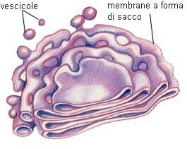 Apparato-di-Golgi