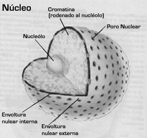 nucleolo