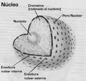 nucleolo