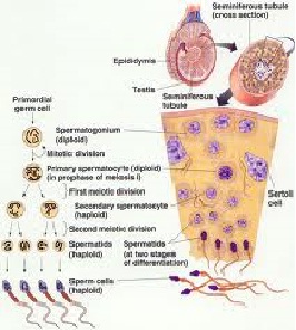 spermatogenesi-embriologia-12