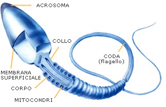 spermatozoo1