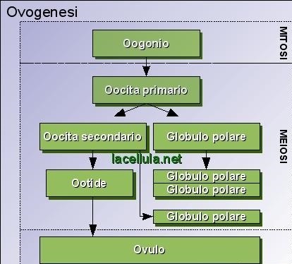ovogenesi-embriologia