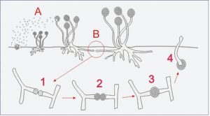 riproduzione asessuata embriologia