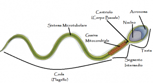 capacitazione-spermatozoo