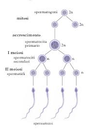 spermatogoni
