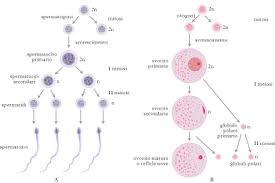 spermatogonio-spermatocito