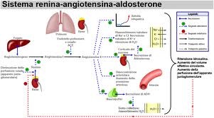 angiotensina