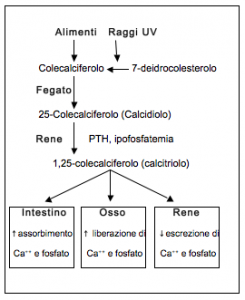 Calcemia e Fosfatemia