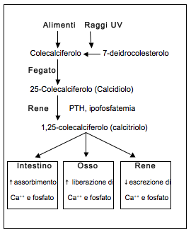 Calcemia e Fosfatemia