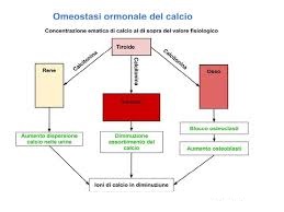 omeostasi-calcio