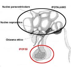 ipotalamo1
