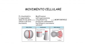 movimento-cellulare