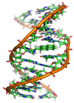 DNA_struttura-e-funzioniJDG