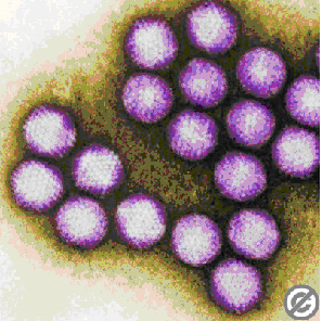 adenovirus