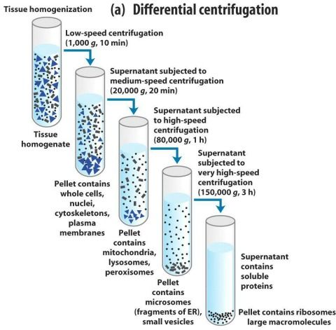 centrifuga