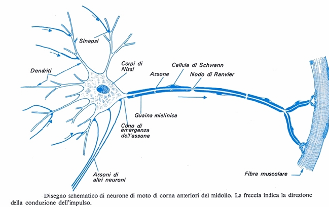 Dendriti