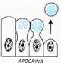 apocrina-ghiandola