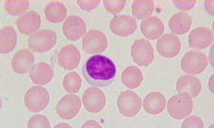 ghiandole esocrine pluricellulari