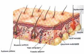 epidermide-apparato-tegumentario