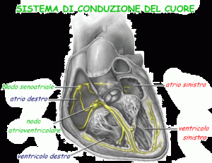 miocardio-di-conduzione