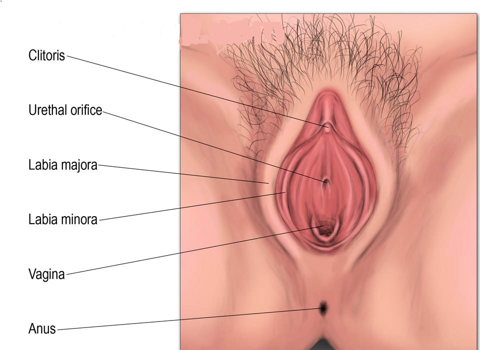 Vagina