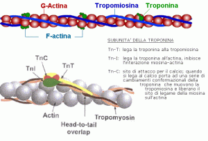 actina-e-miosina