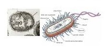 capsula-virologia