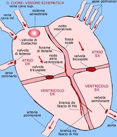 cuore_schema