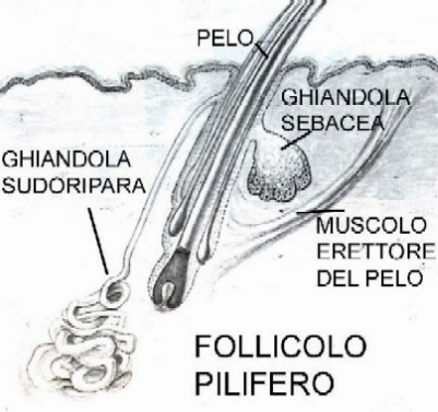 follicolo-pilifero