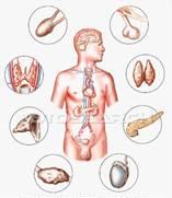 ghiandole endocrine