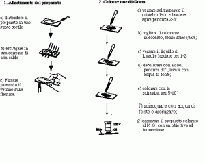 colorazione-di-gram