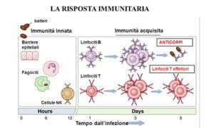 linfociti-altissimi