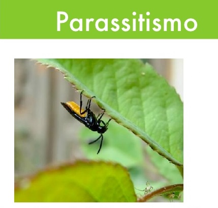parassitismo