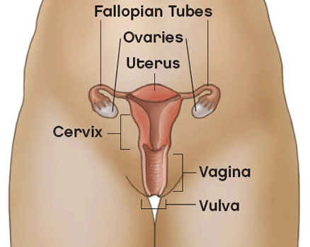 vulva