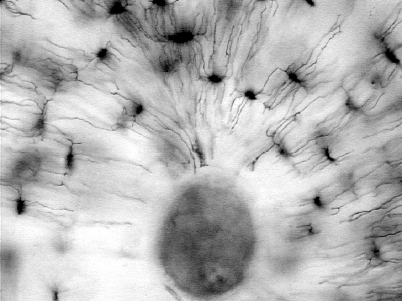 Cellule Ossee