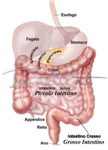 intestino-tenue