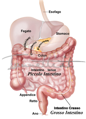 intestino-tenue