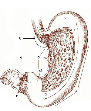 stomaco