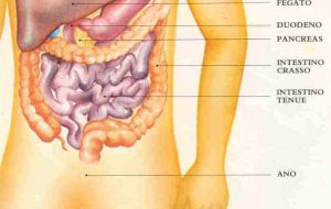 intestino-crasso