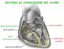 conduzione-cardiaca