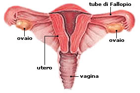 ovaio-utero-ovaie