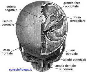 articolazione-del-cranio