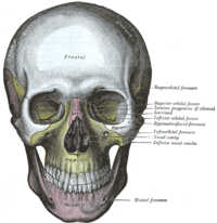 cranio