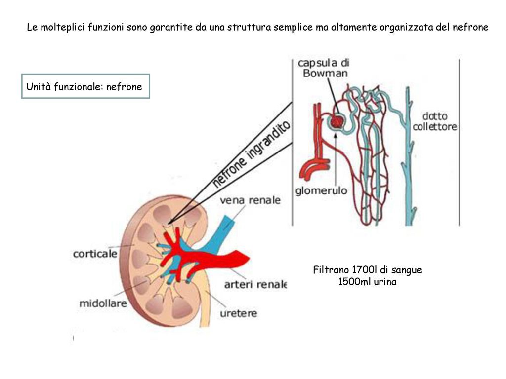 nefrone