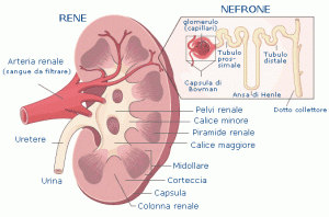 reni