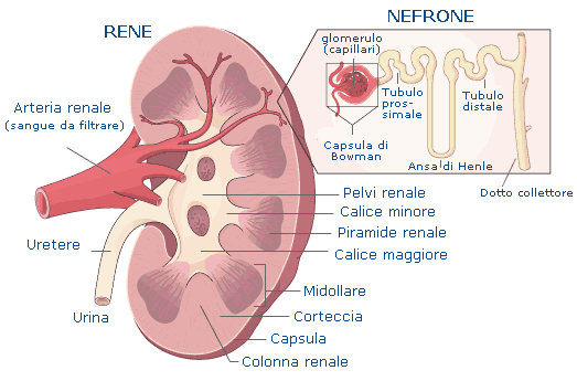 reni