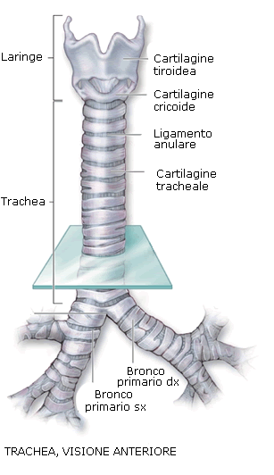 trachea