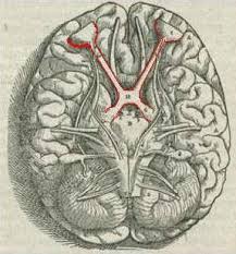 Poligono di willis-chiasma