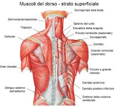 muscoli-dorsali
