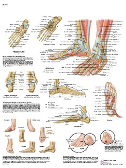 piede-articolazioni-muscoli